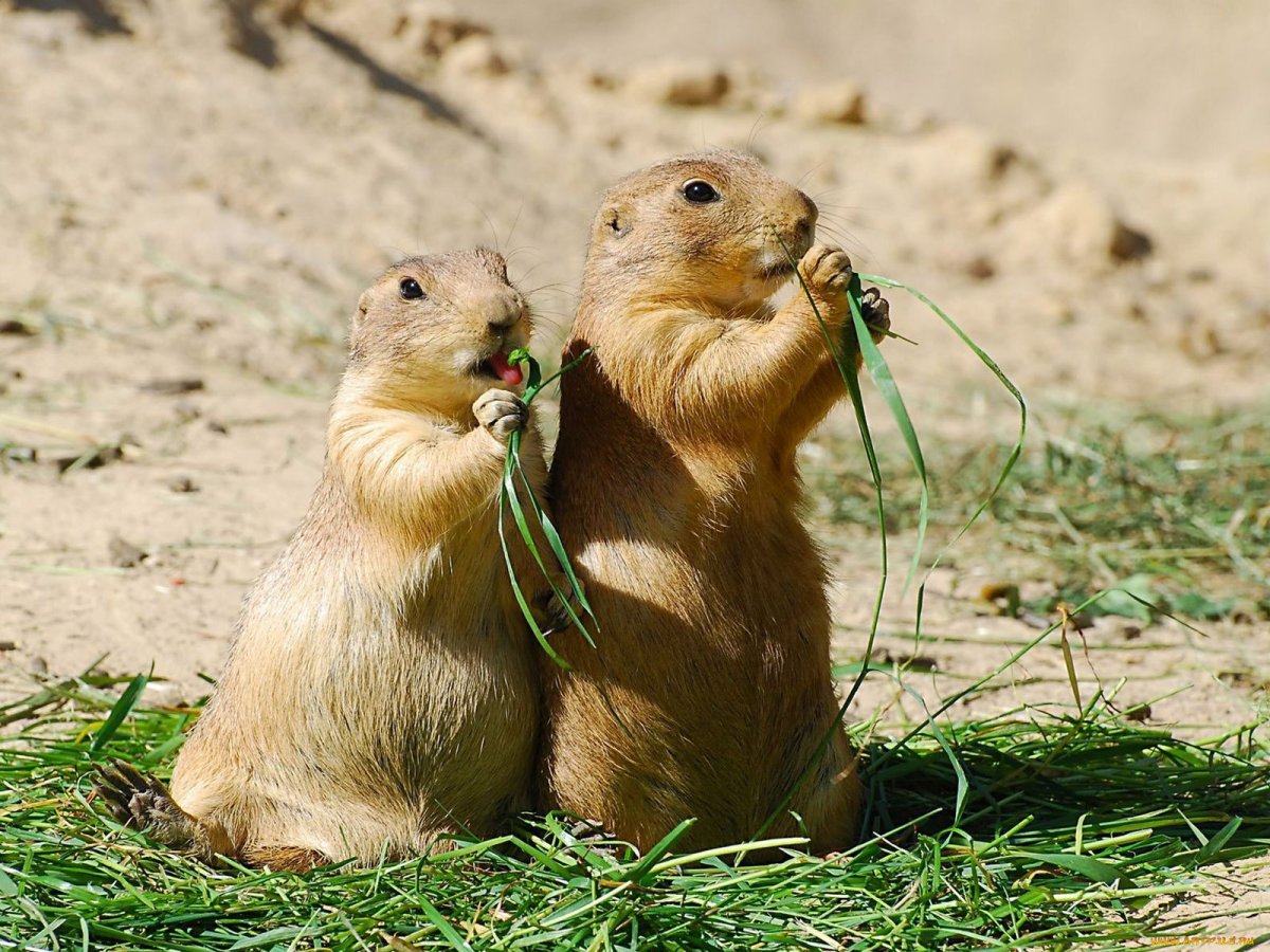 Луговые собачки Северной Америки