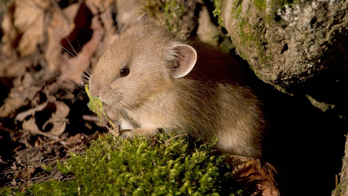 Ночные Грызуны