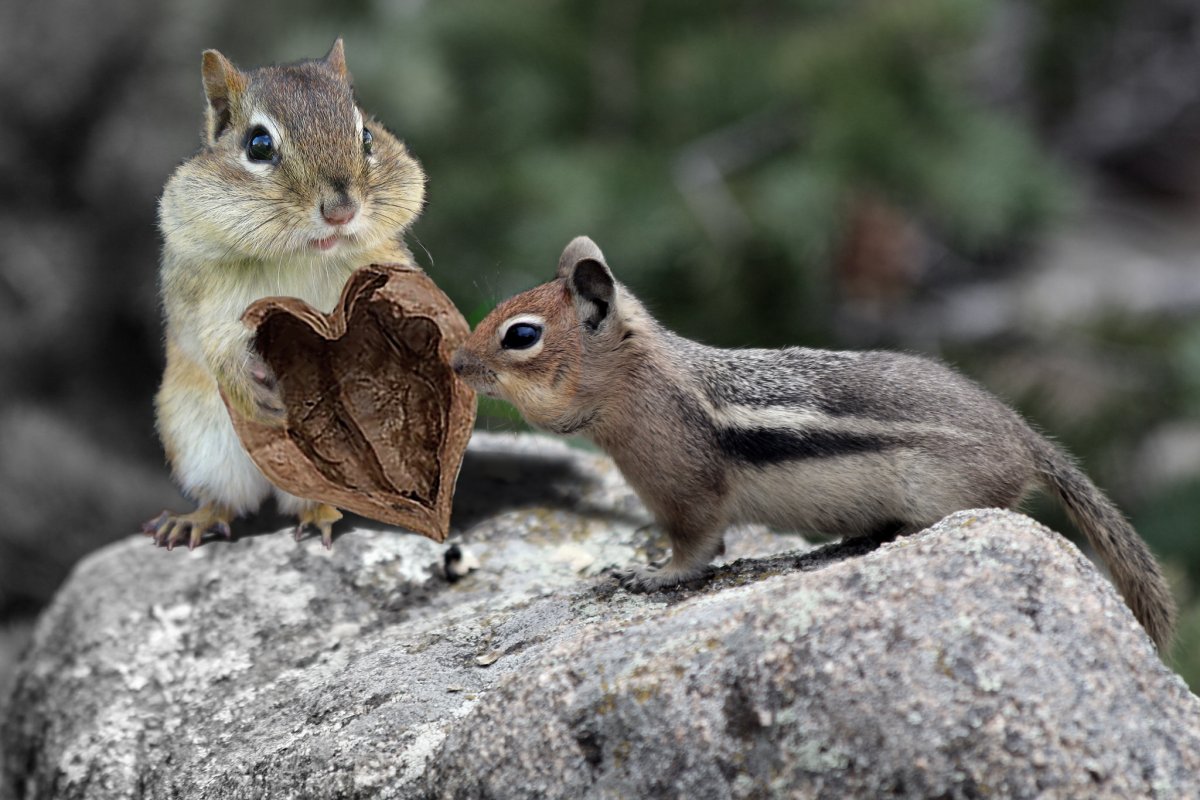 Белка Бурундуковая