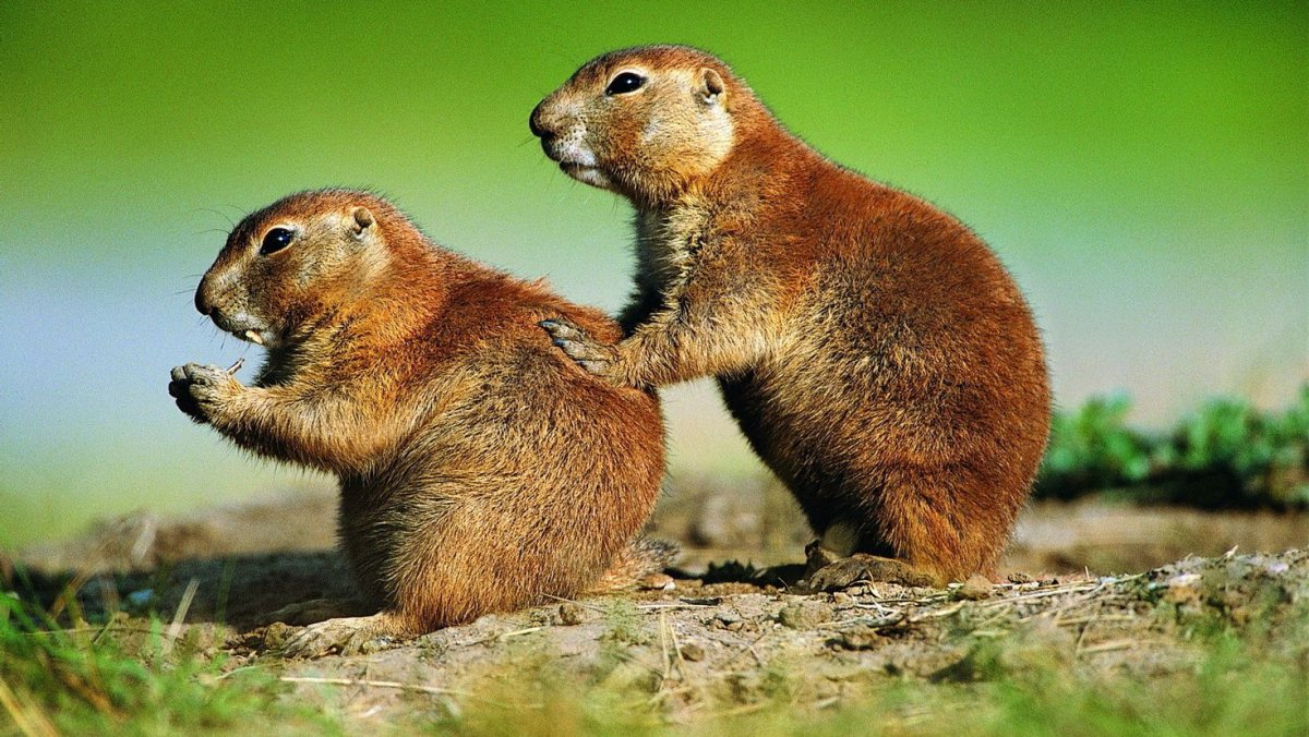 Толстый суслик