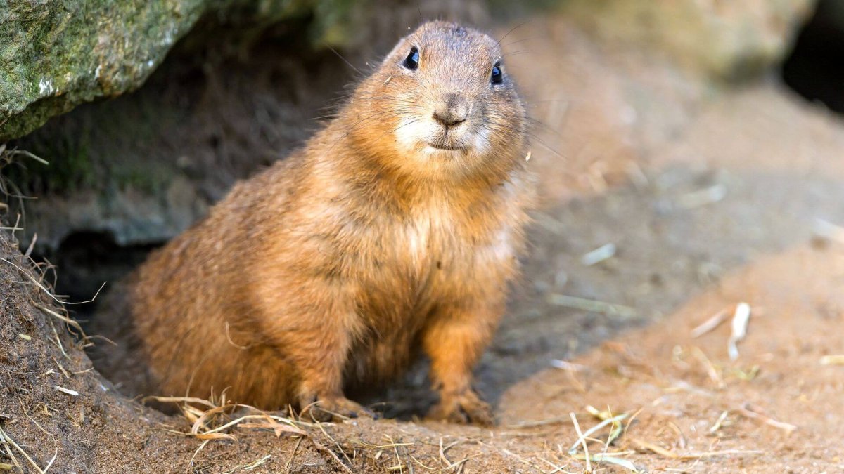 Китайская Луговая собачка