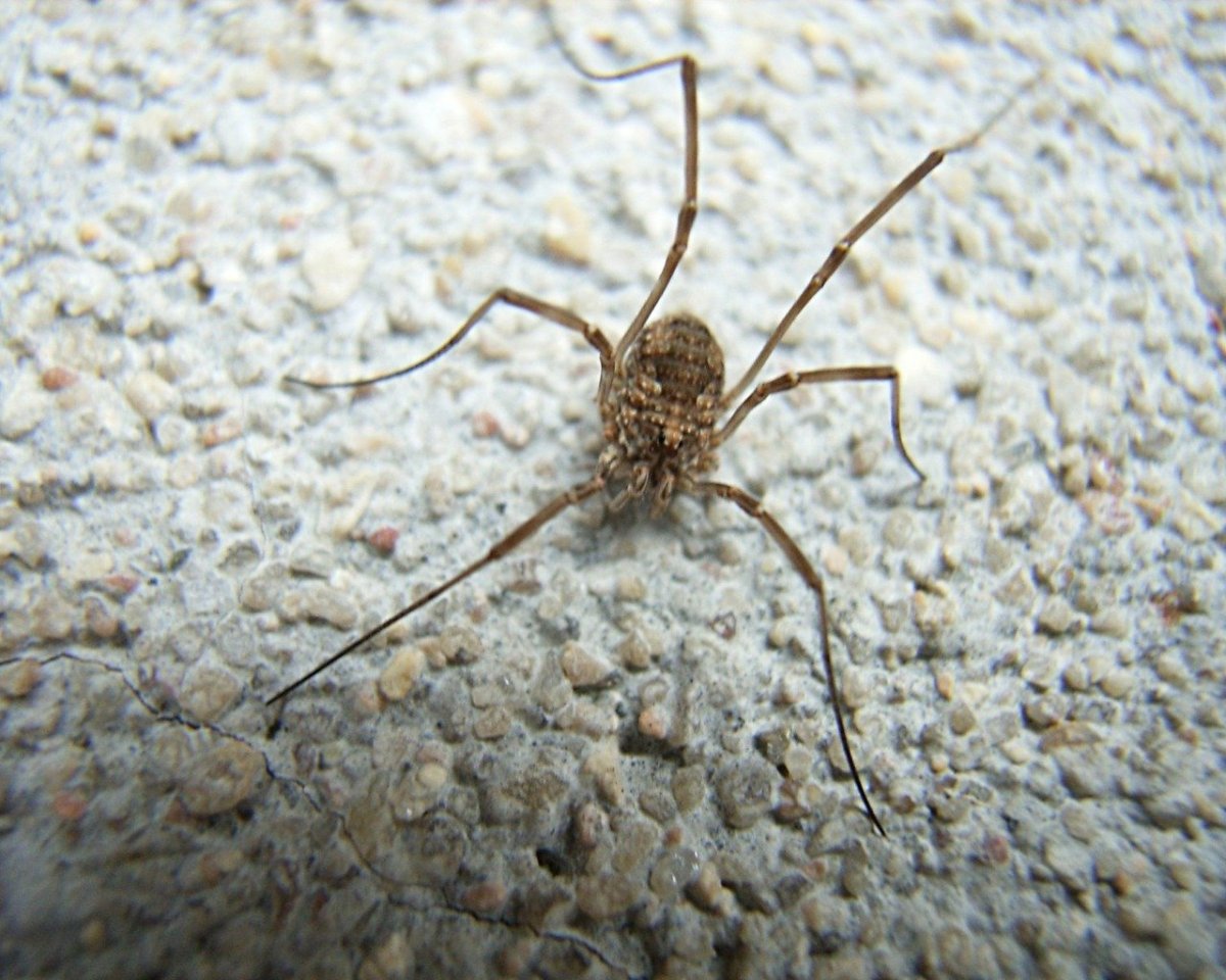 Белый паук сенокосец