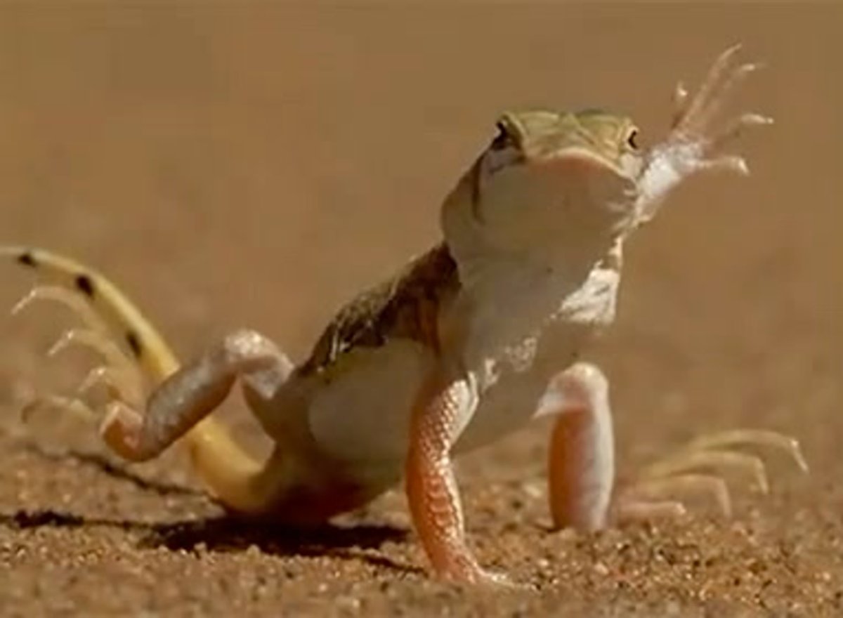 Танцующая ящерка