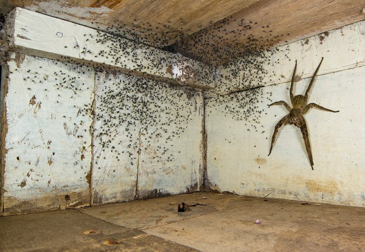 Паук на потолке