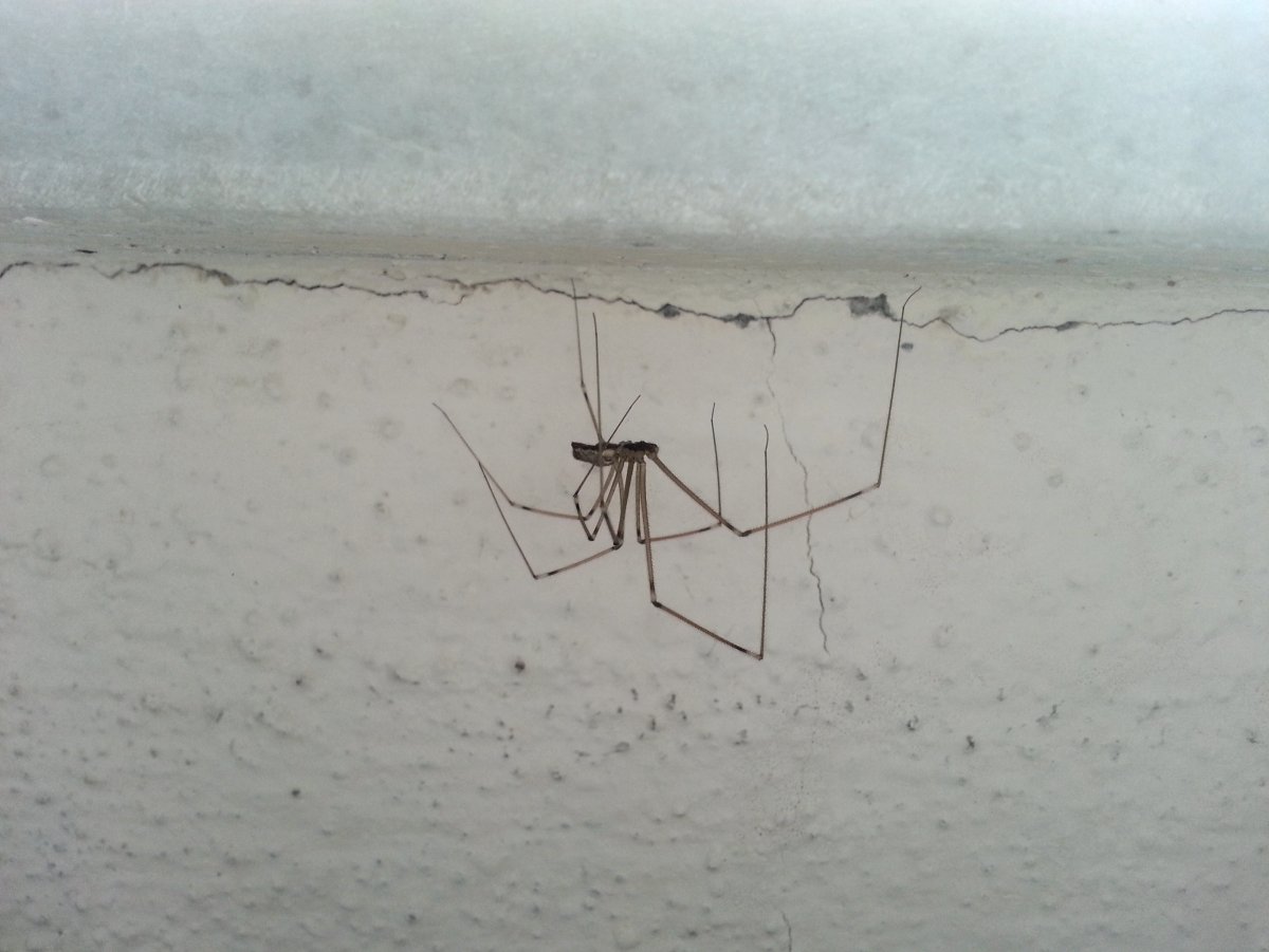 Паук который трясется