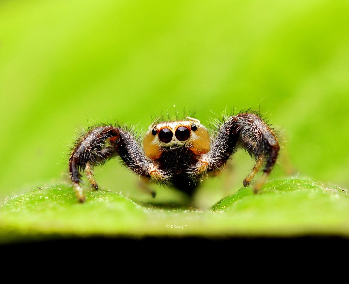 Макро паук милый