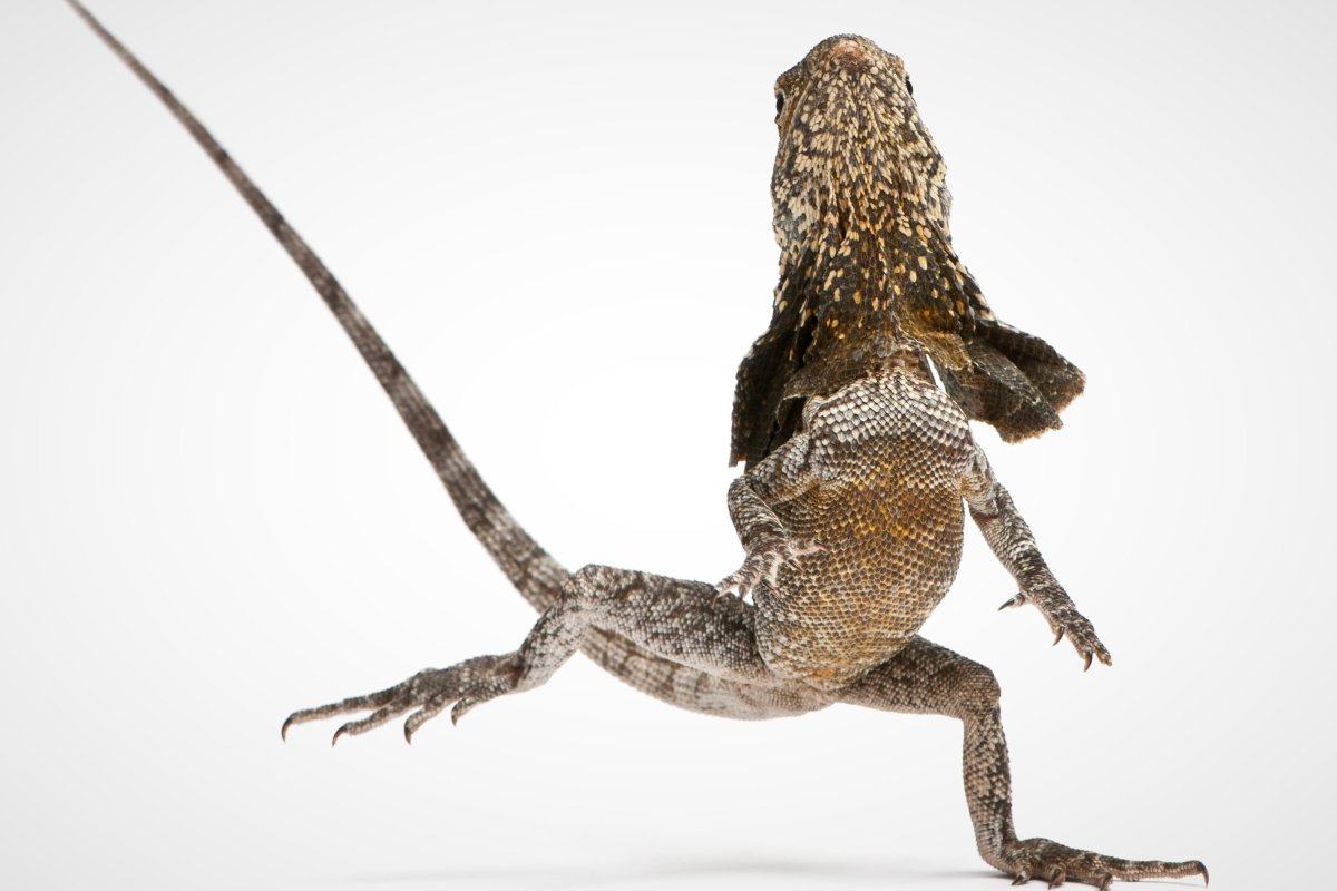 Плащеносная ящерица на задних лапах