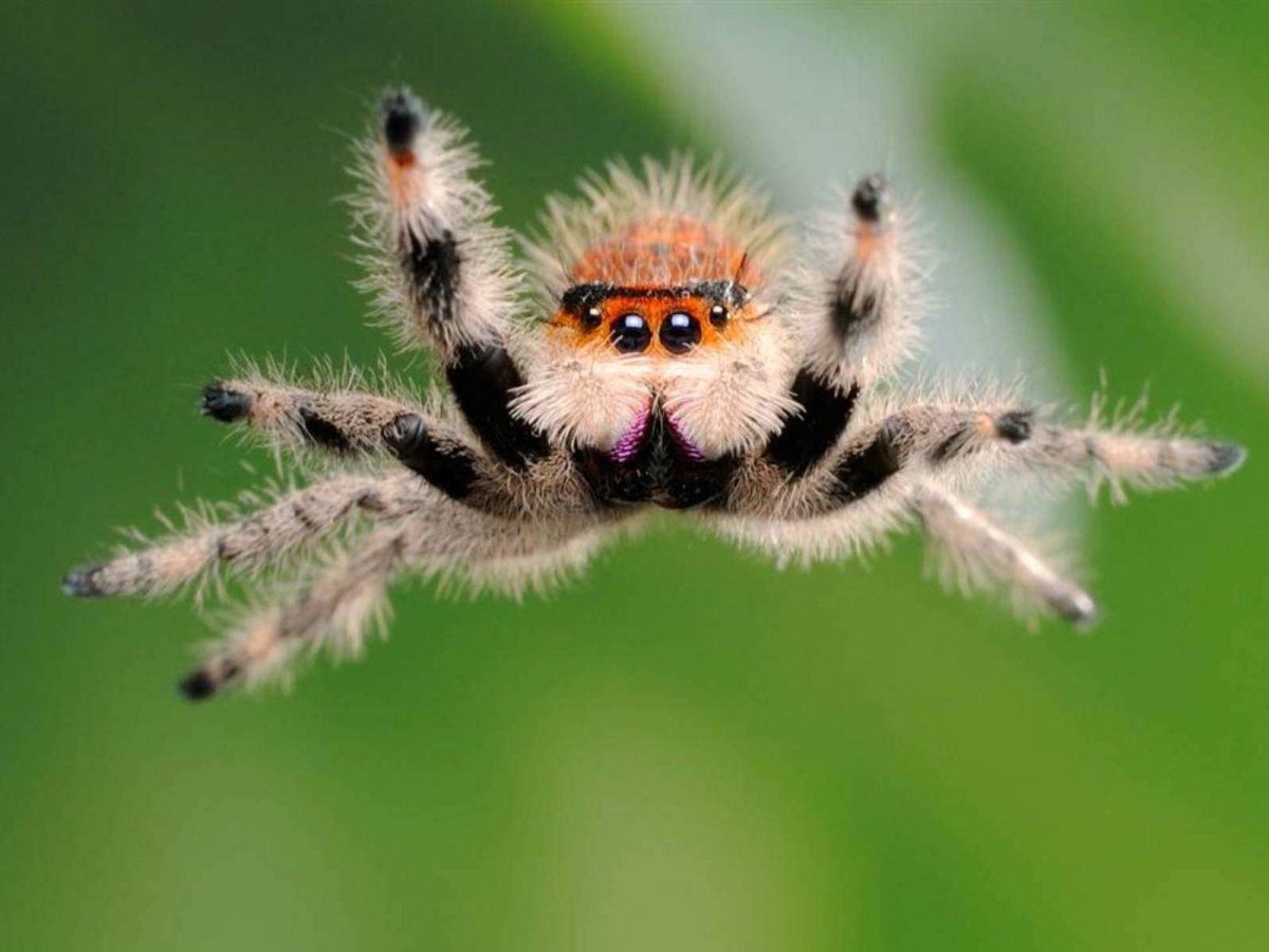 Паук скакун обыкновенный