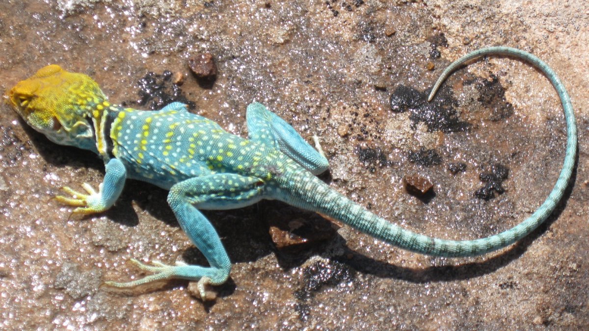 Ошейниковая пустынная игуана