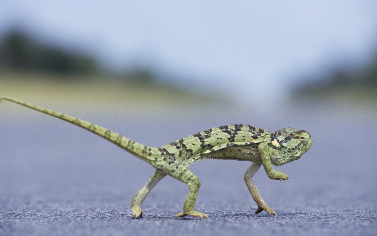 Хамелеон на задних лапах