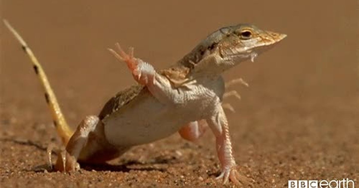 Плащеносная ящерица