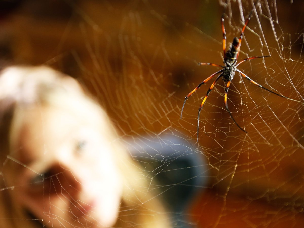 Про пауков National Geographic