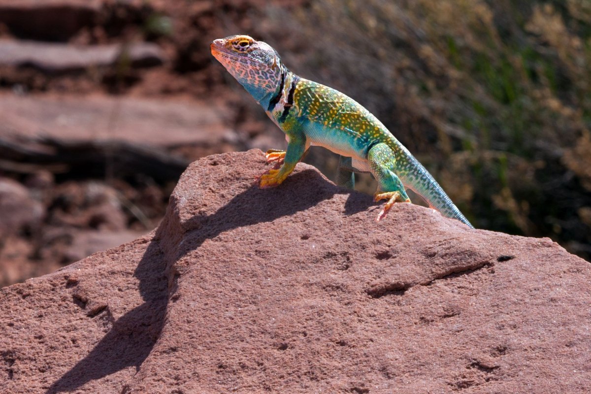 Самые красивые ящерицы