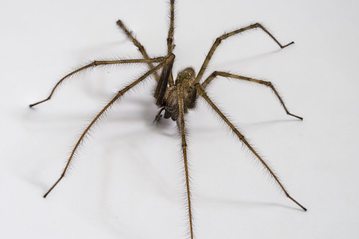 Мизгирь паук домашний маленький