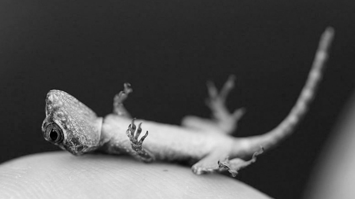 Ящерица притворяется мертвой