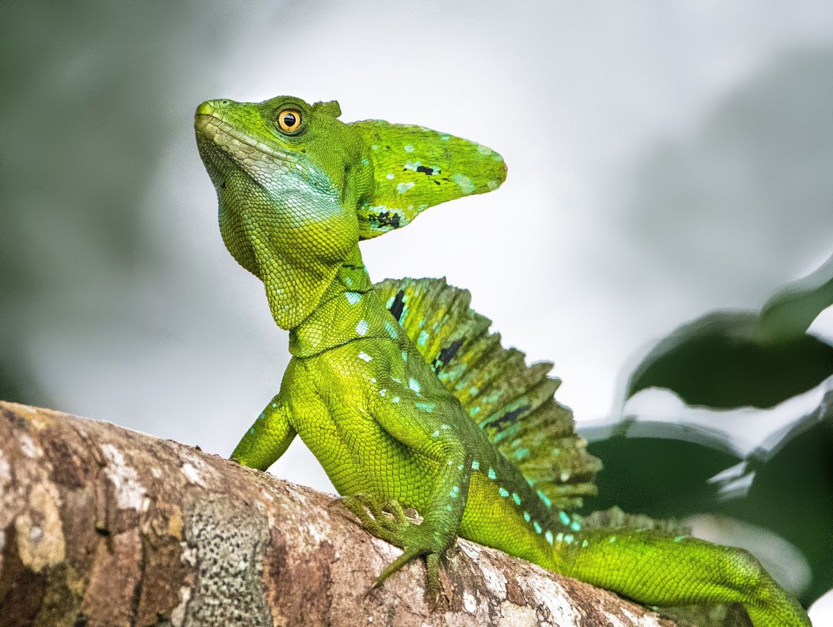 Шлемоносный Василиск на руках