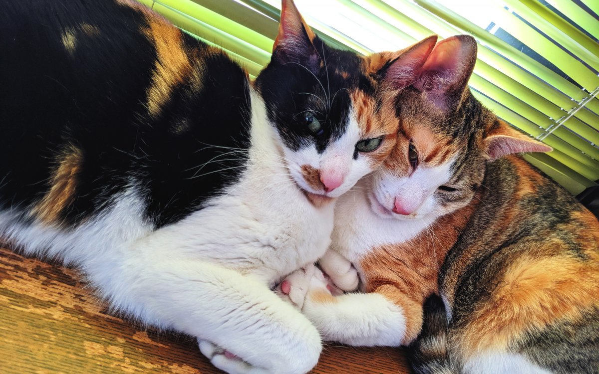 2 Кота