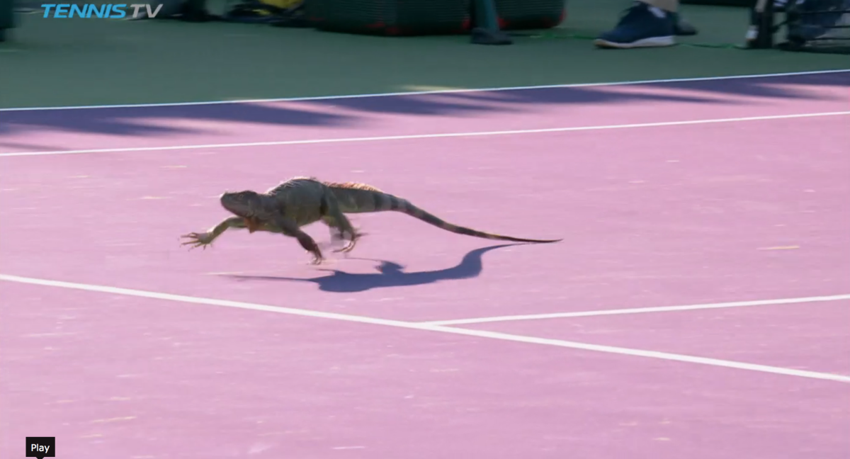 Ящерица бежит гиф