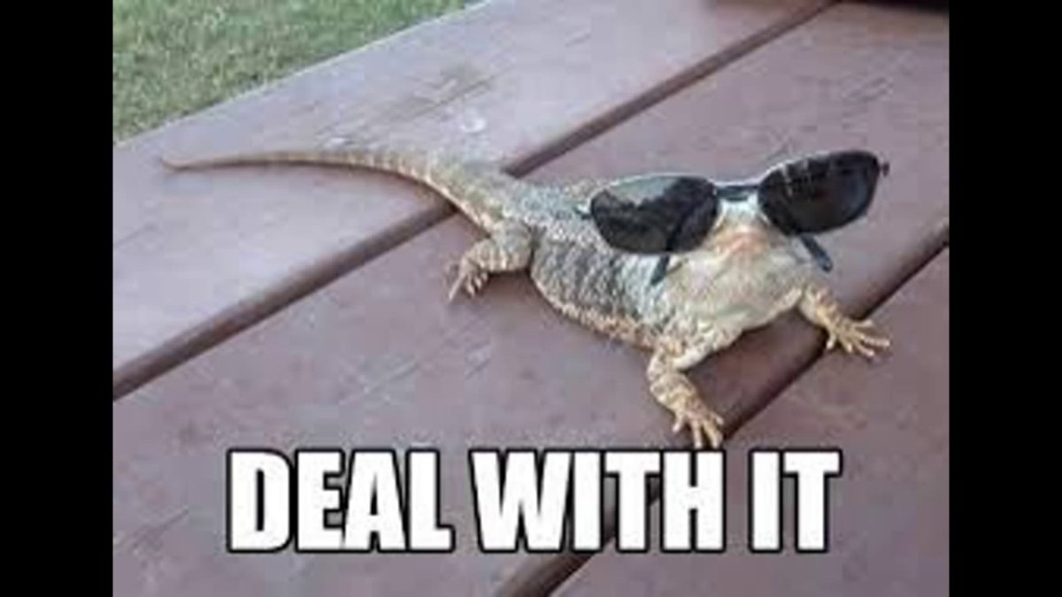 Ящерица в очках