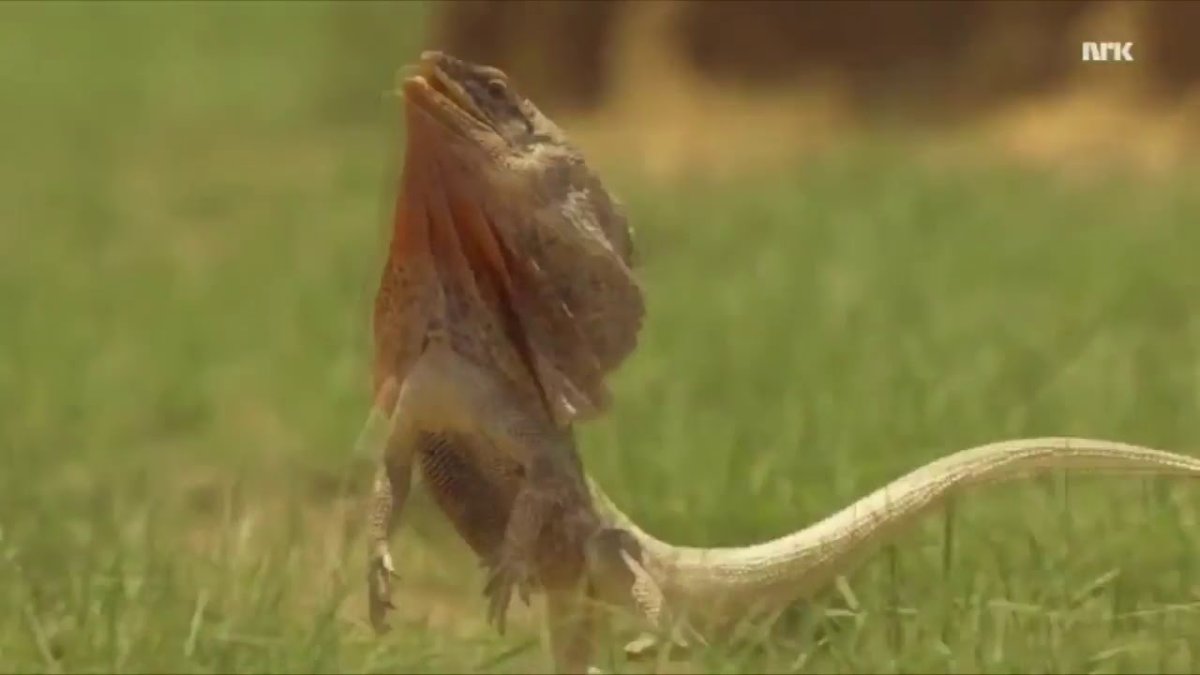 Плащеносная ящерица