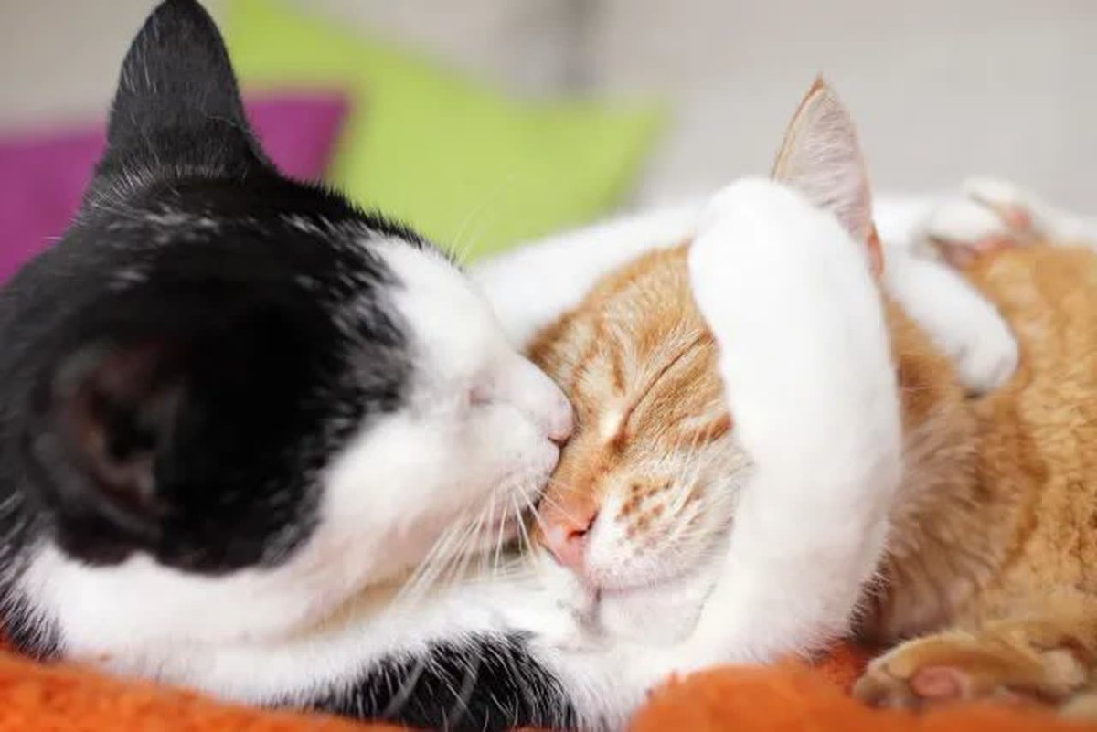 Кошки любовь