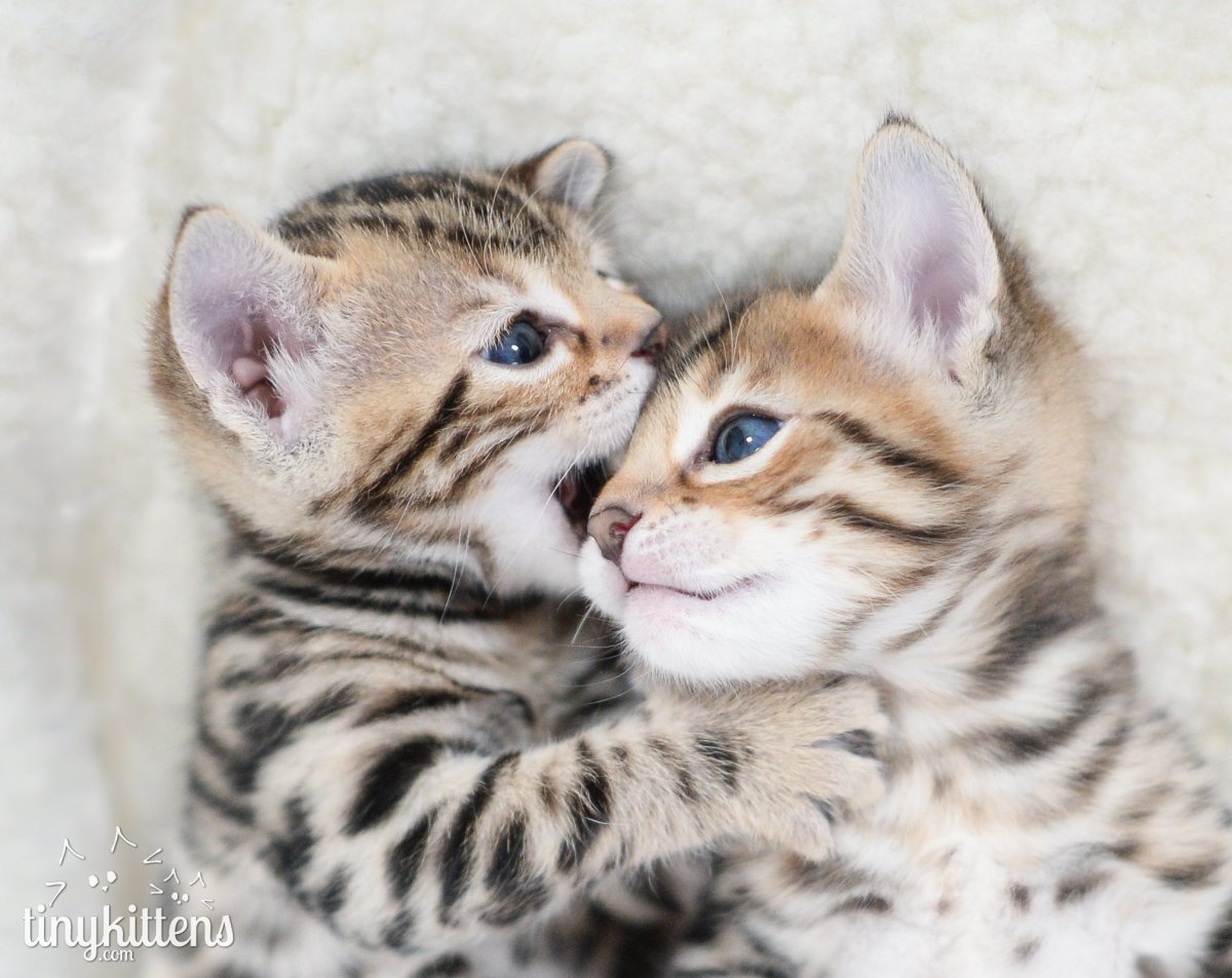 Милые котята целуются
