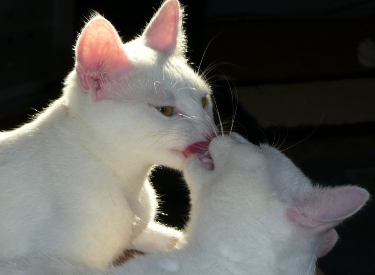 Поцелуй.белого кота