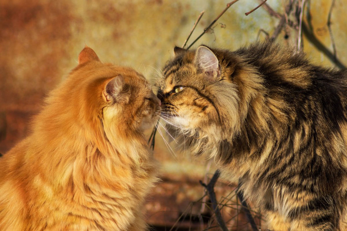 Поцелуй котиков