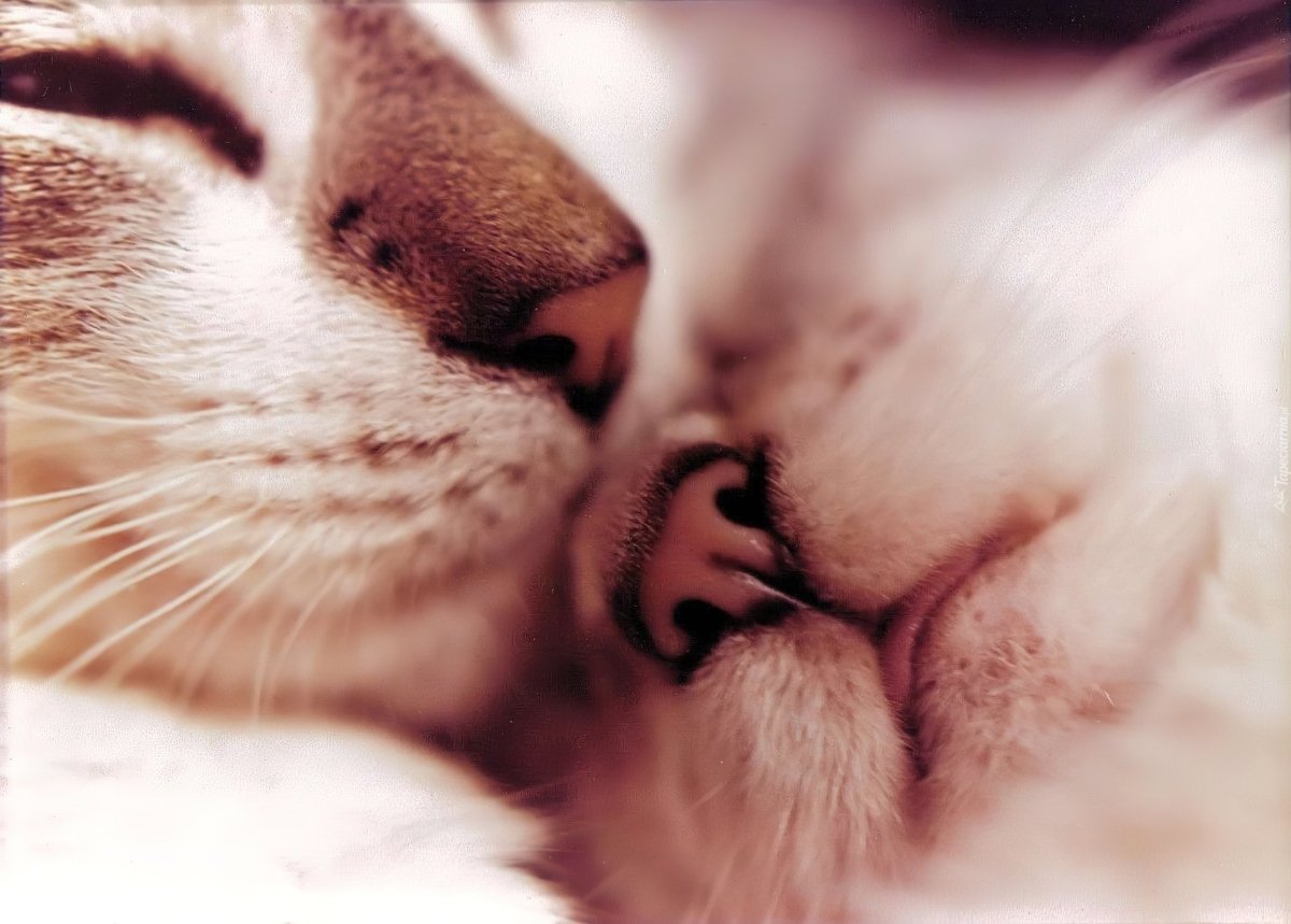 Коты обнимаются