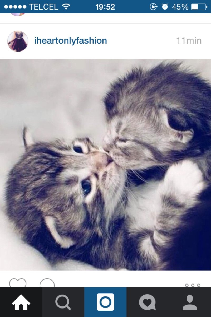 Милые котята обнимаются