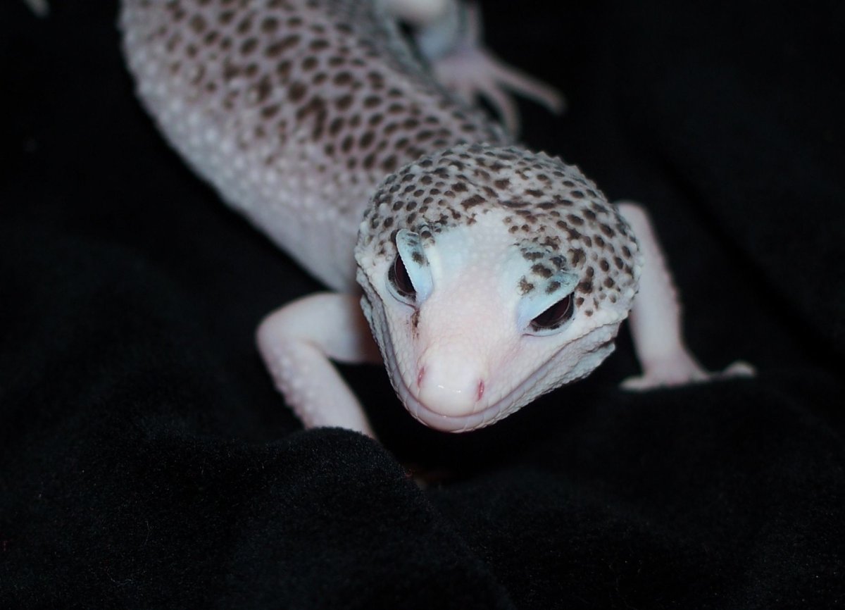 Ящерка домашняя альбинос