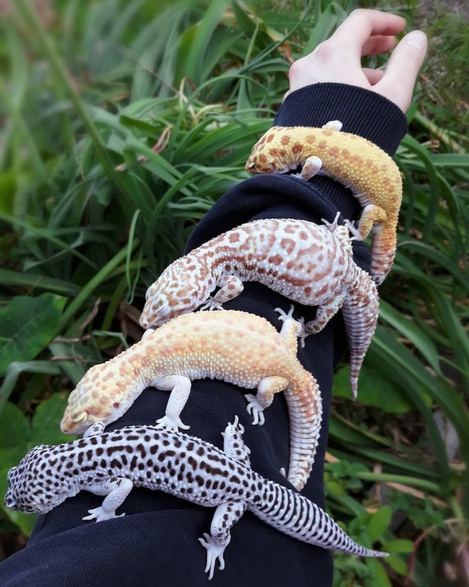 Геккон эублефар милые