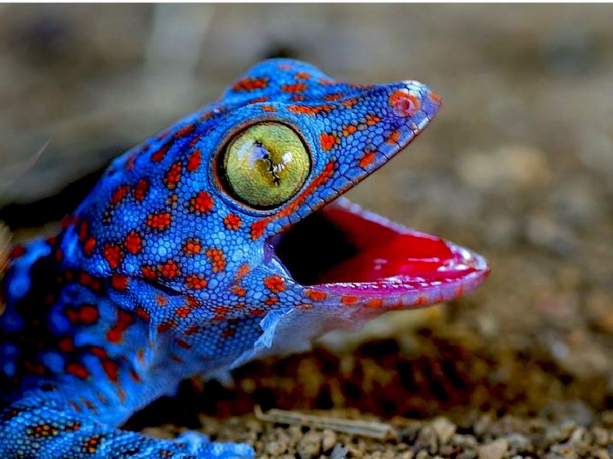 Геккон эублефар синий