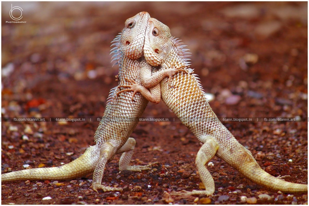 Варан геккон игуана