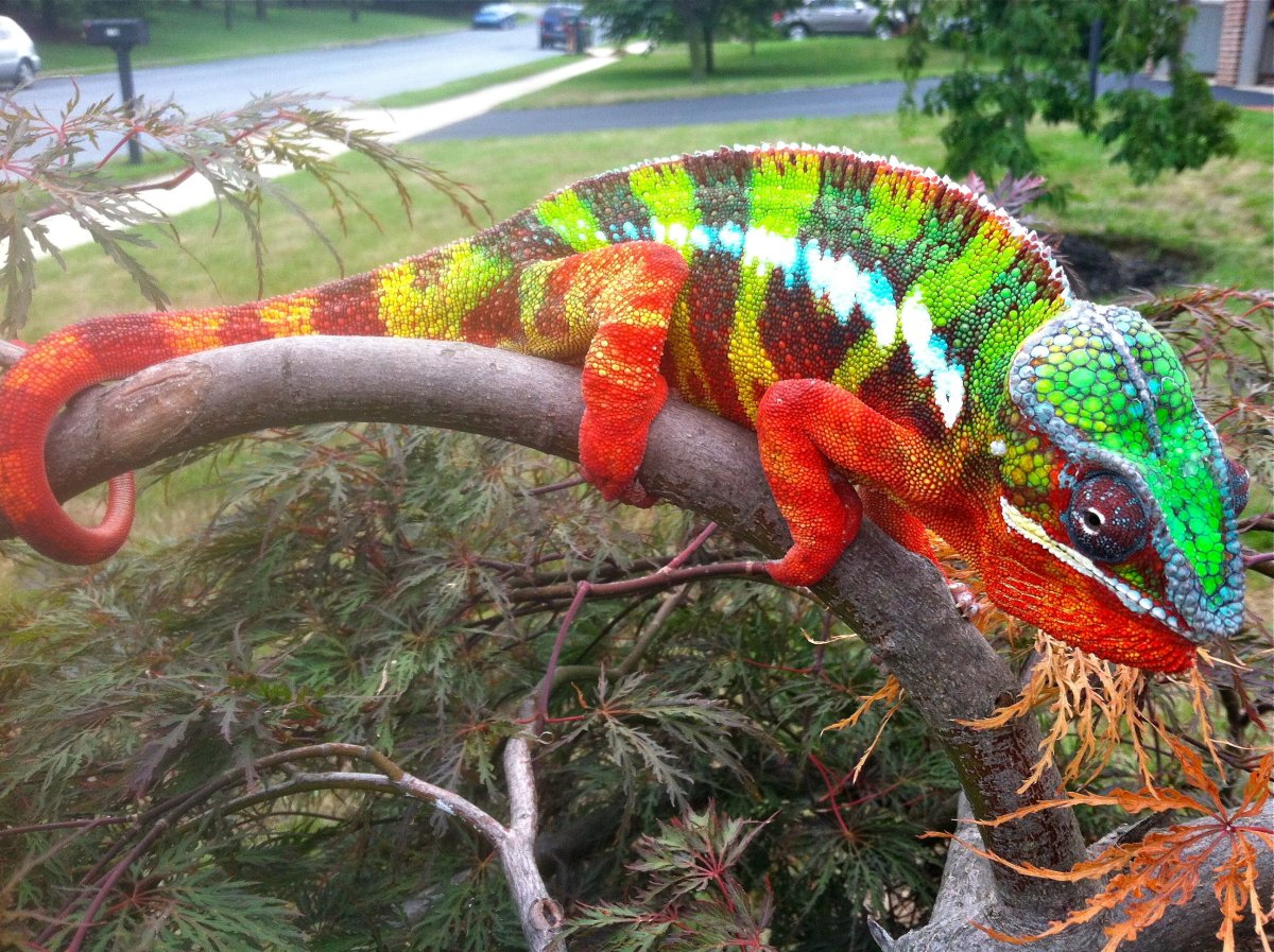 Кахетинский дракон хамелеон.