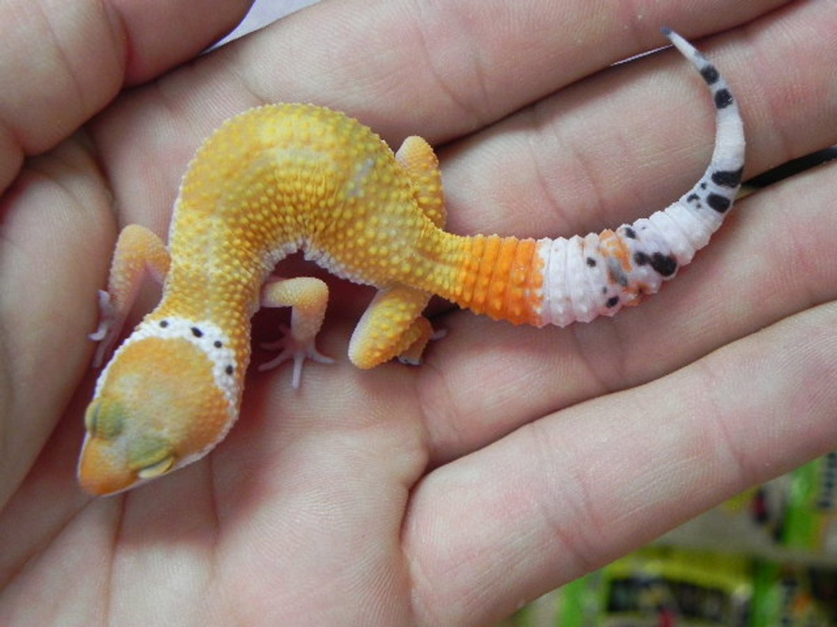 Baby Leopard Gecko