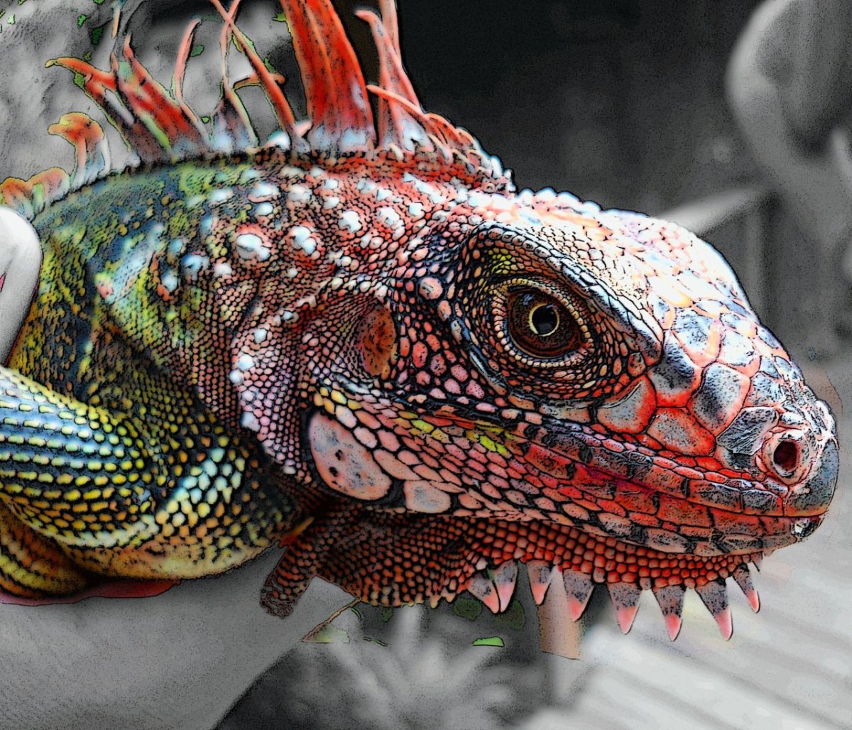 Colorful animal игуана