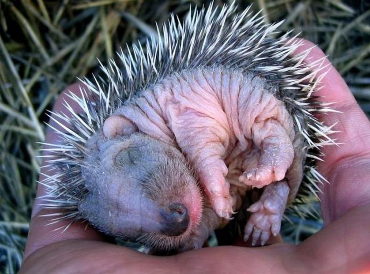 Малагасийский орангутановый еж