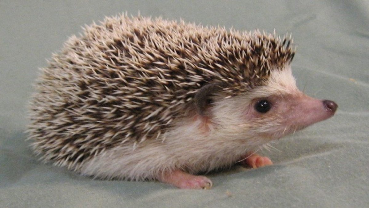 Азиатский еж