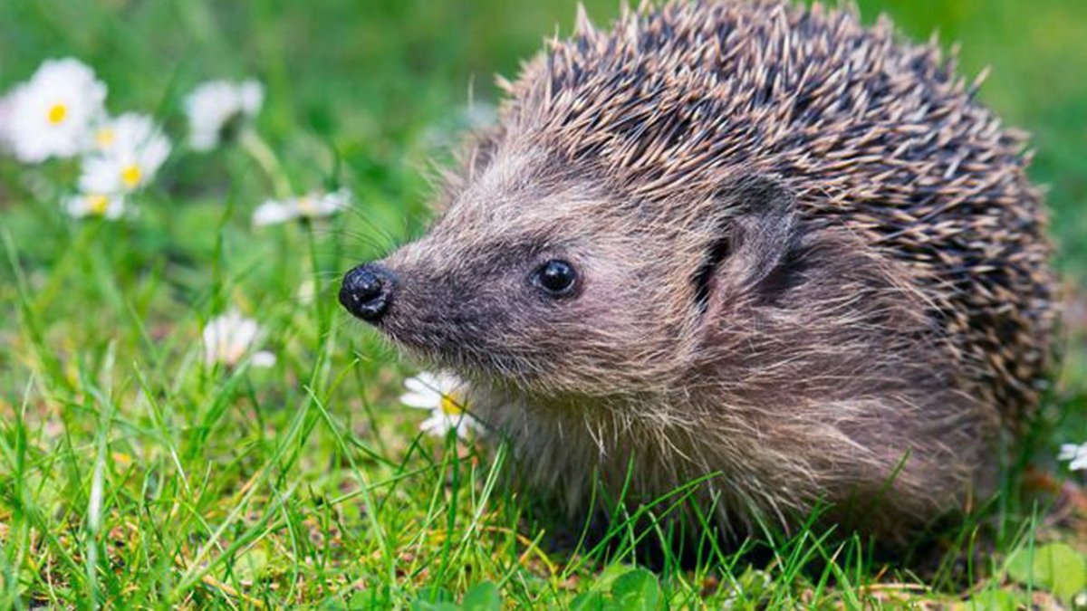 Ёжик аватарка