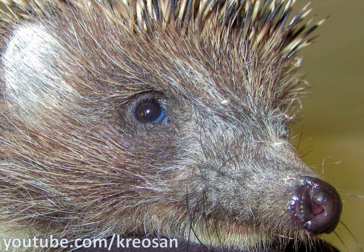 Глазки для ежика