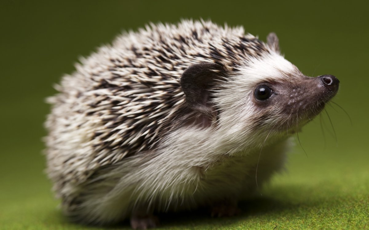 Африканский карликовый Ежик