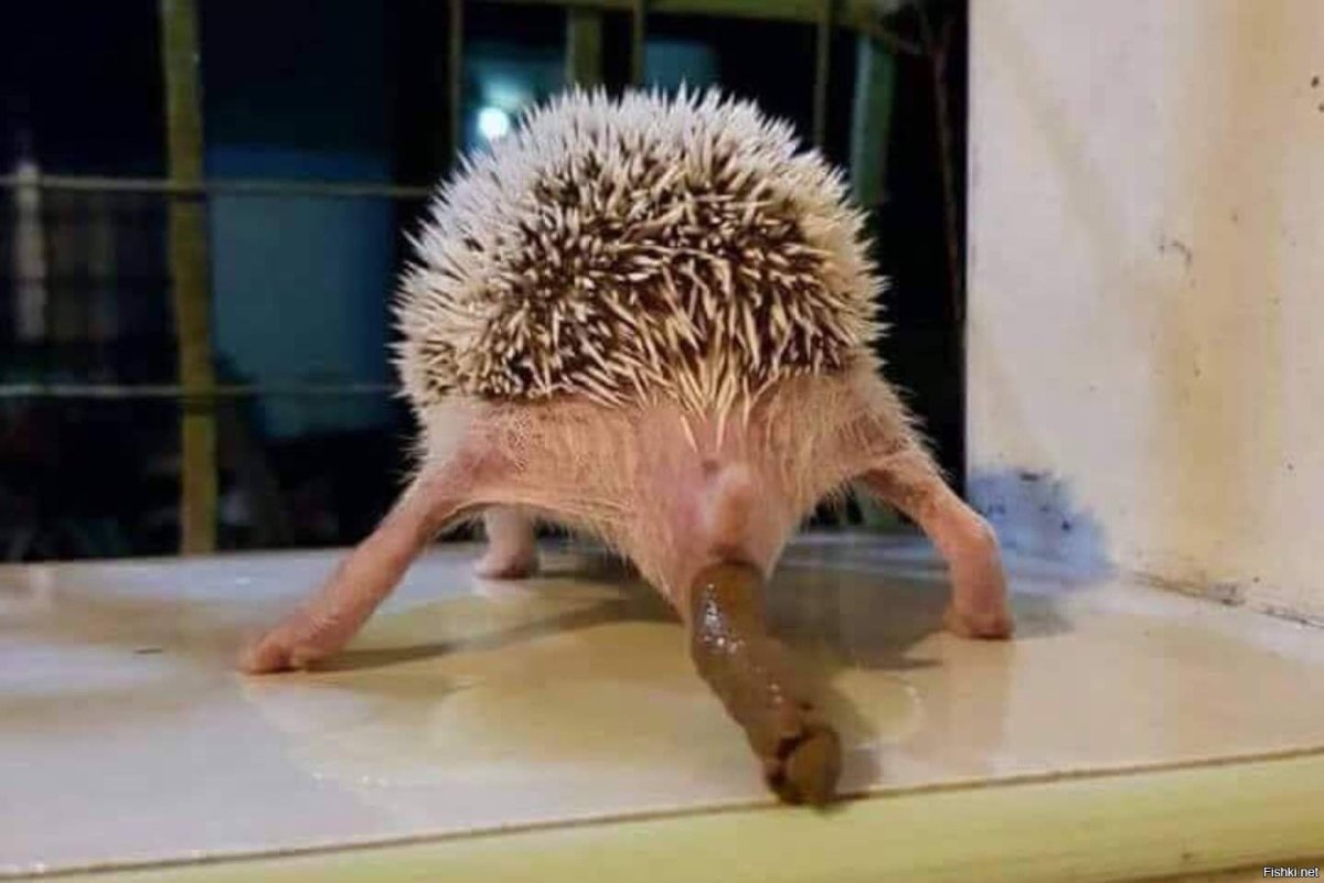 Красивый Ежик