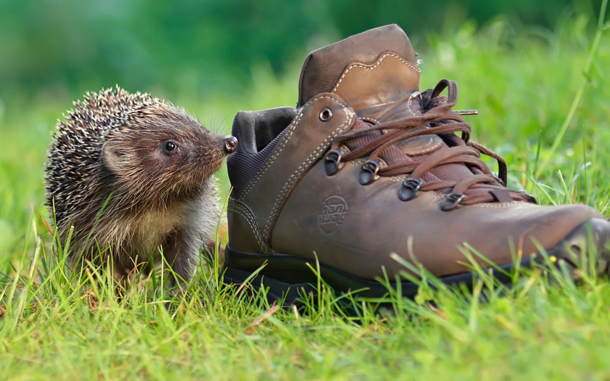 Голобрюхий ёж