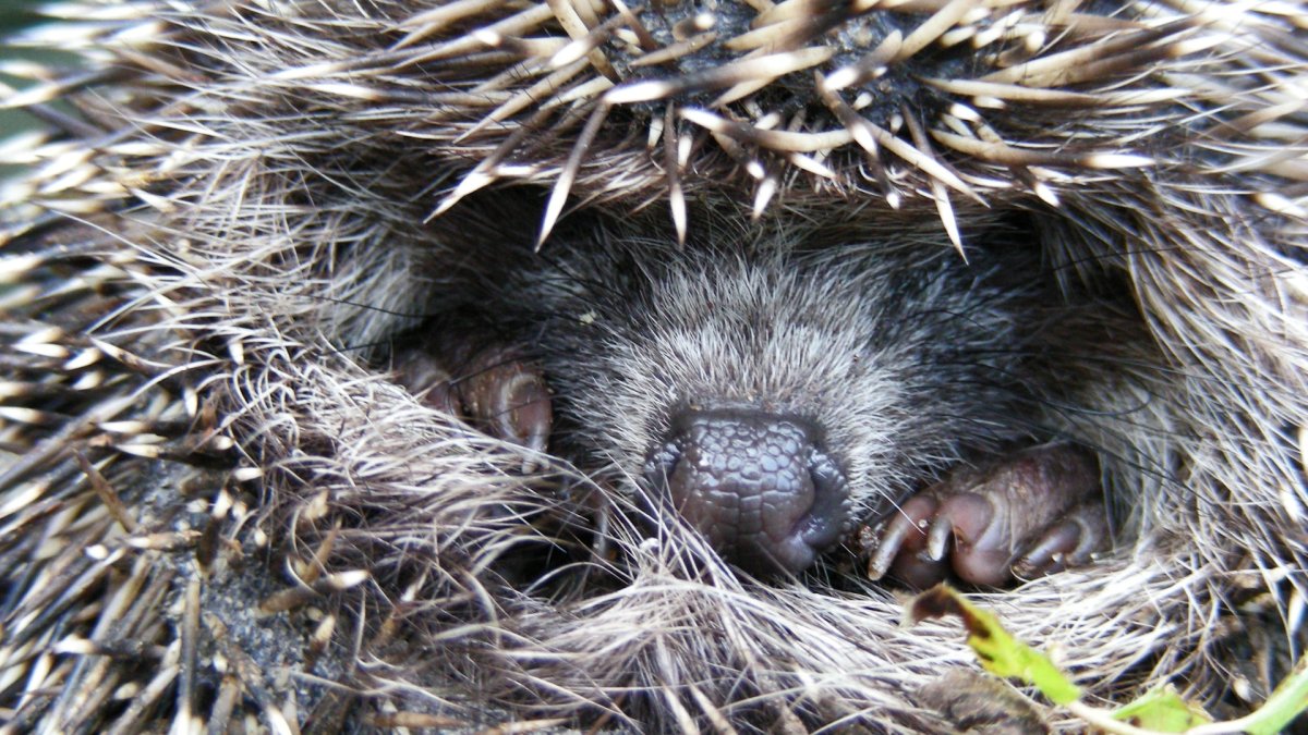 Гнездо ежа