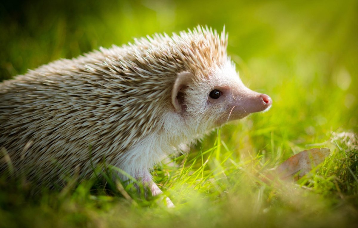 Блинский ёж