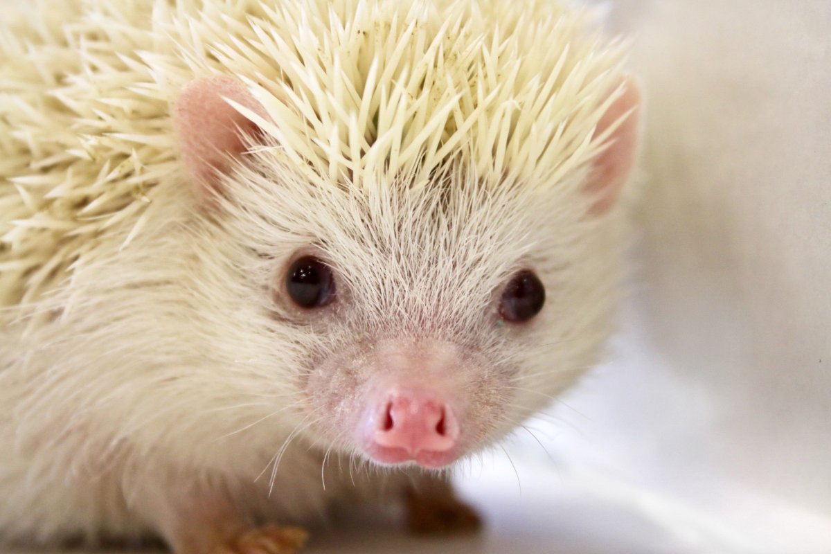 Лысый еж альбинос