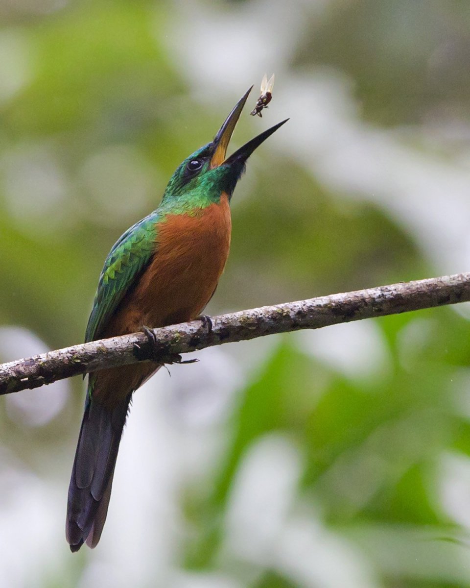 Краснохвостая Якамара