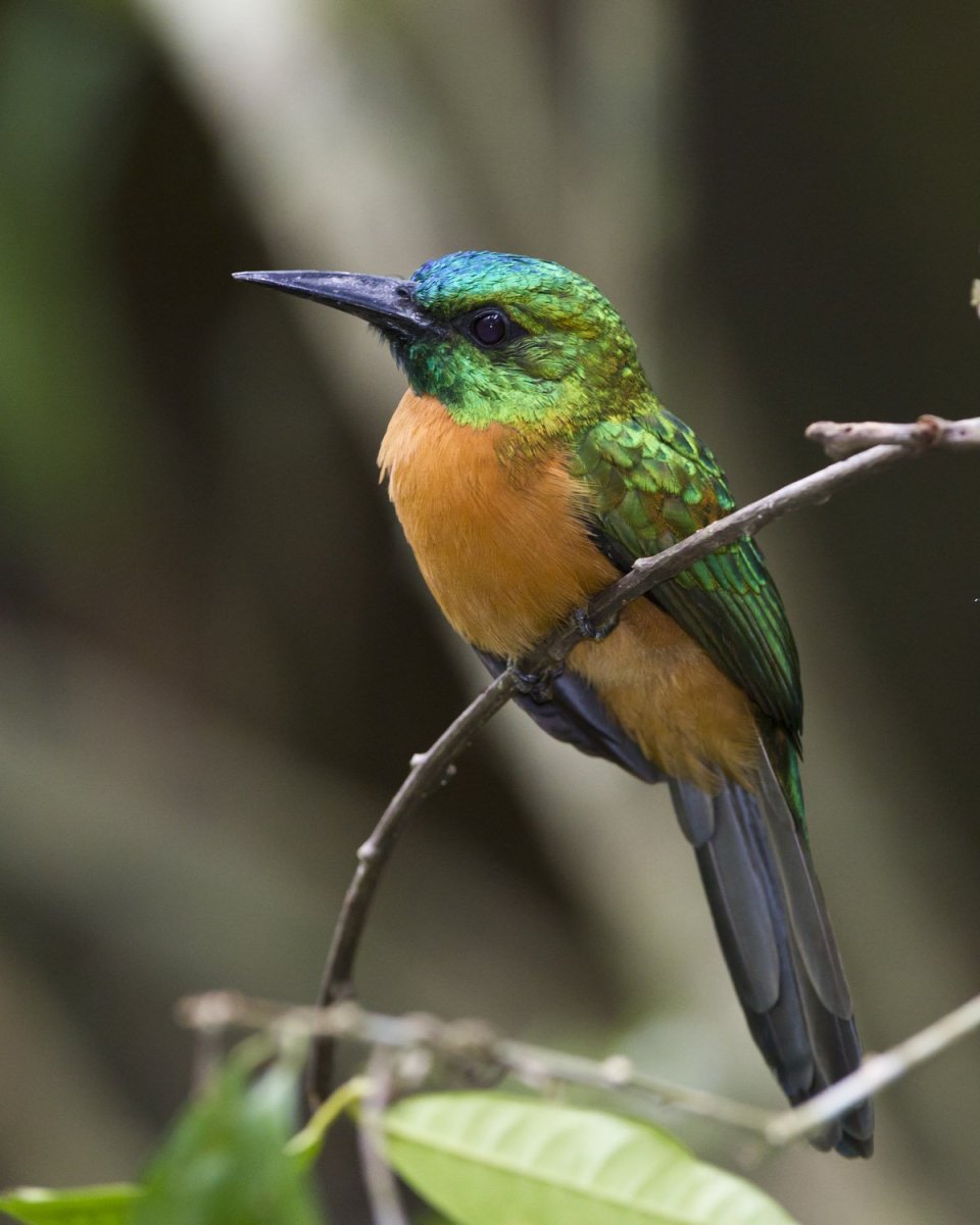 Жакамар птица