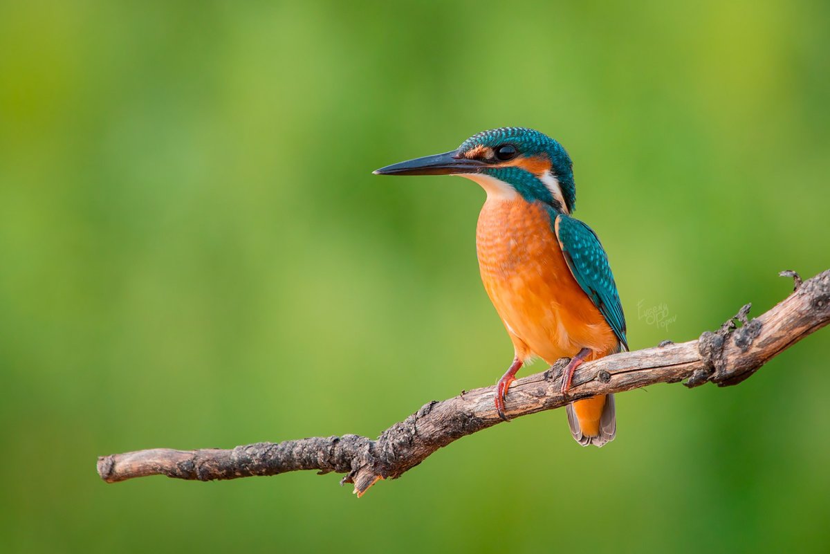 Жакамар птица фото